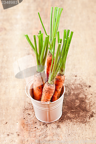 Image of fresh carrots bunch in white bucket 