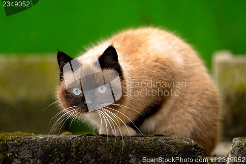 Image of Abandoned cat outdoors