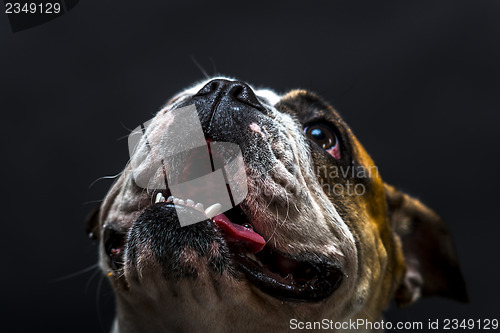 Image of Young bulldog in studio