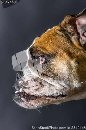 Image of Young bulldog in studio