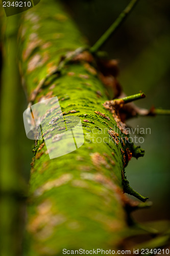 Image of Tree trunk with some moss