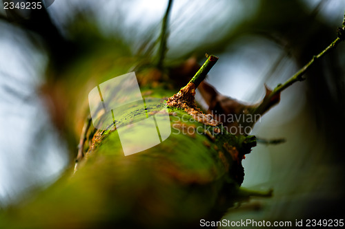 Image of Tree trunk with some moss