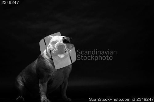 Image of Young bulldog in studio