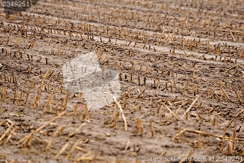 Image of Dry cultivated land with dead plants