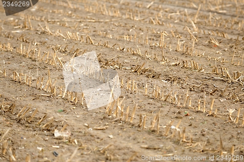 Image of Dry cultivated land with dead plants