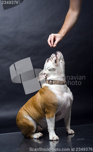 Image of Young bulldog in studio