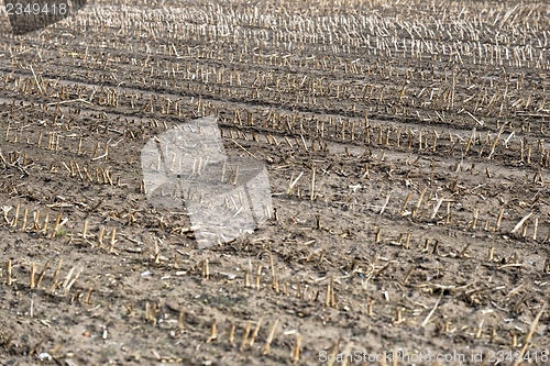 Image of Dry cultivated land with dead plants