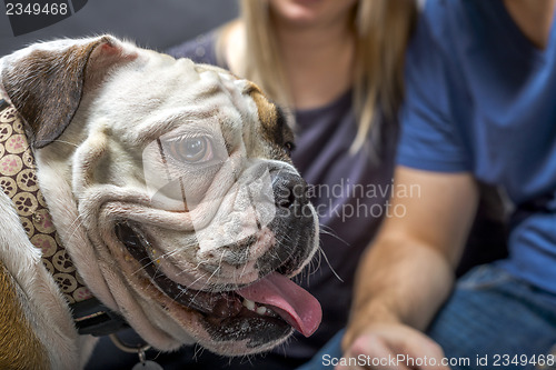 Image of Young bulldog in studio