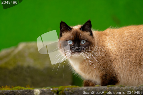 Image of Abandoned cat outdoors