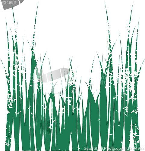 Image of Grass