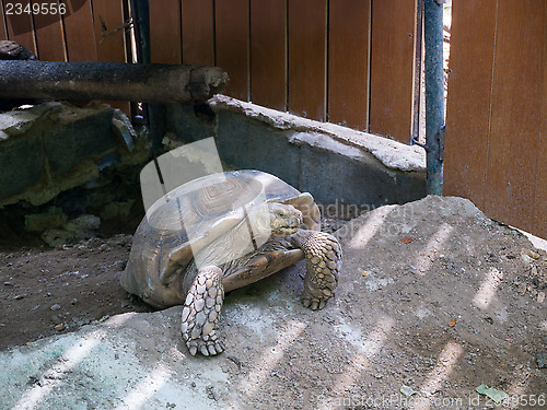 Image of land turtle