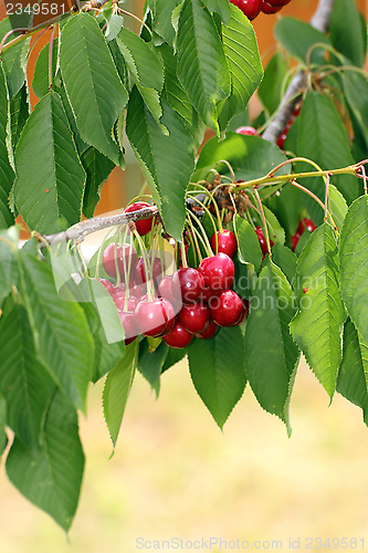 Image of cherry fruits in the tree