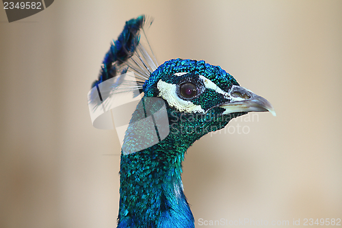 Image of colorful peacock portrait