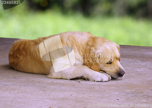 Image of golden retriever chewing a stick