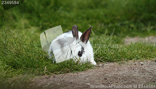 Image of little white rabbit hiding in the grass