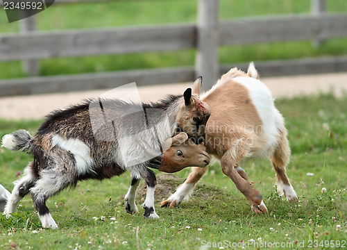 Image of playing young goats