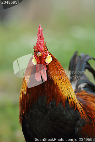 Image of portrait of majestic rooster