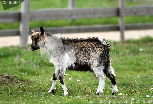 Image of young goat at the farm