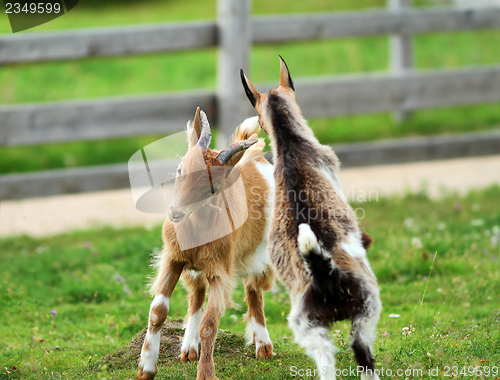 Image of young goats fighting