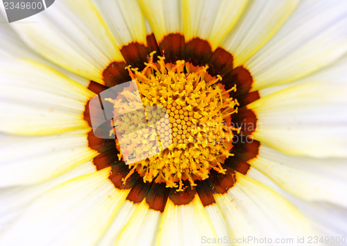 Image of Sunflower