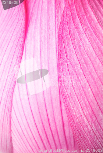 Image of Pink lotus close up