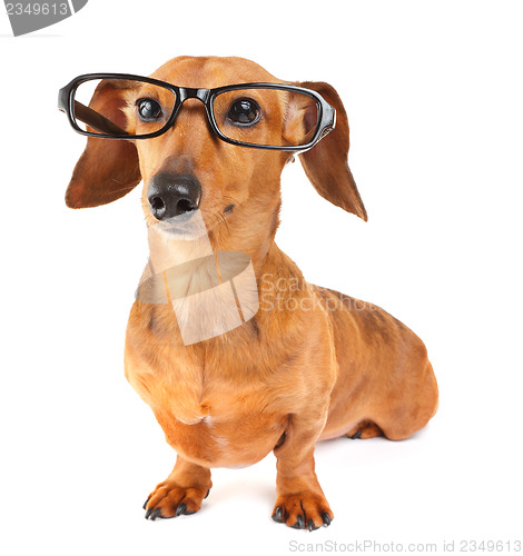 Image of Dachshund dog with glasses