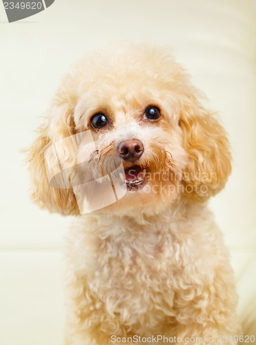 Image of Dog poodle smile