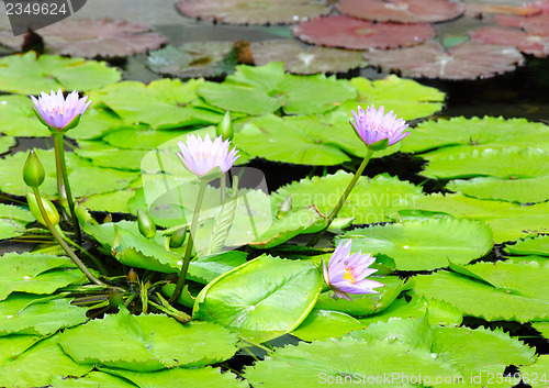 Image of Lake of water lily 