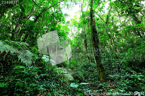 Image of Jungle