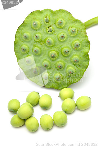 Image of Fresh lotus seeds and pod isolated on white background