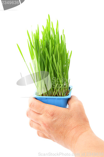 Image of Hand hold wheatgrass in flowerpot