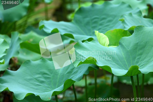 Image of Lotus leaf pond