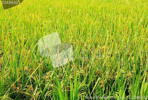 Image of Rice field