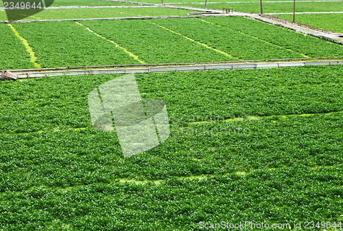 Image of Field