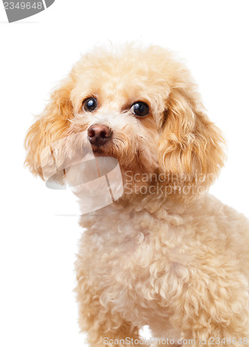 Image of Dog poodle portrait