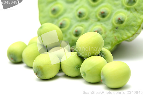 Image of Fresh lotus seeds and pod 