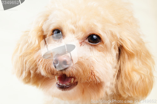 Image of Dog poodle isolated on white background