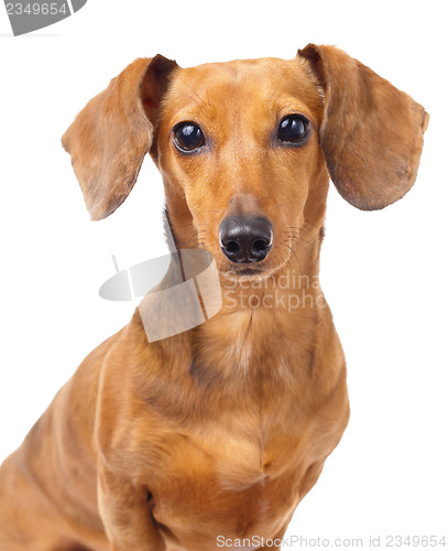 Image of Dachshund dog portrait