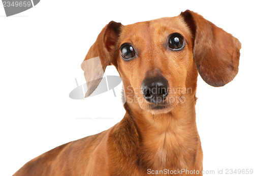 Image of Dachshund dog close up