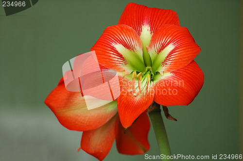 Image of red flower