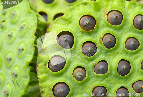 Image of Lotus seed pod