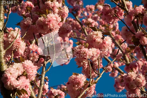 Image of blooming tree