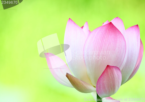 Image of Pink lotus 