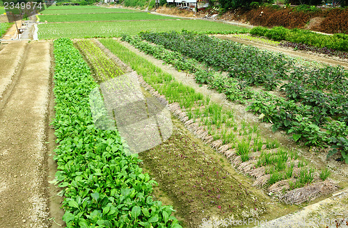 Image of Farm with agricultural product