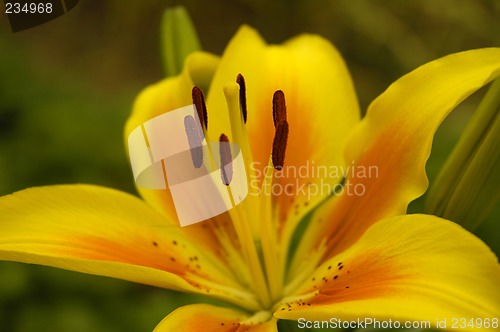 Image of yellow flower