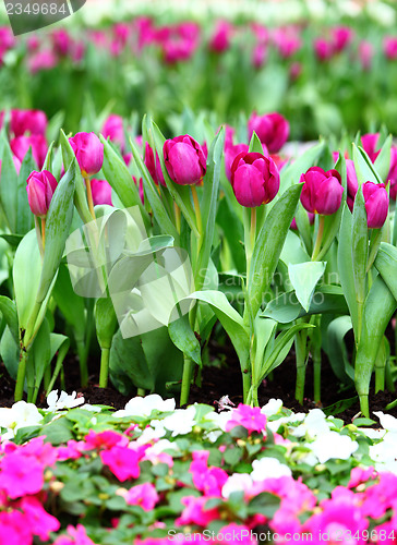 Image of Purple tulips