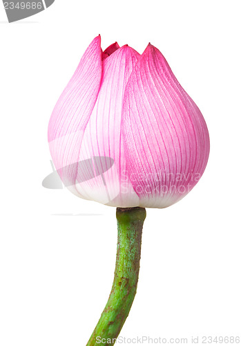 Image of Lotus bud isolated on white background