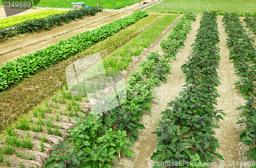 Image of Farm field