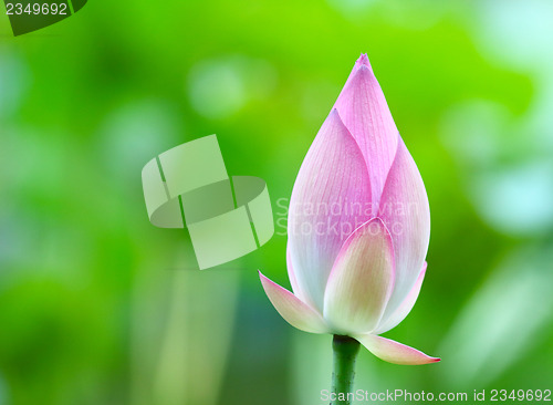 Image of Lotus bud close up