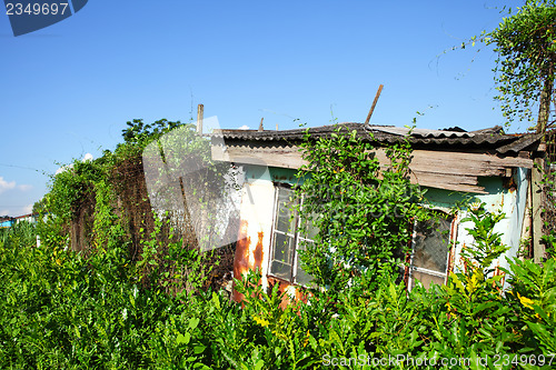 Image of Green ivy on house